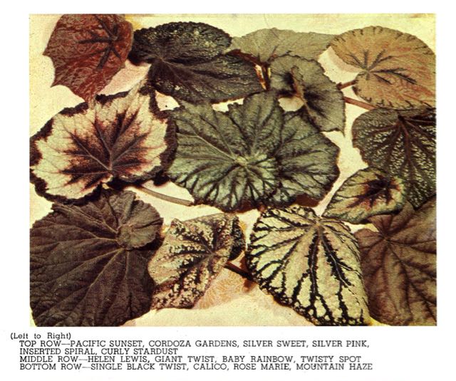 B. ‘Calico’